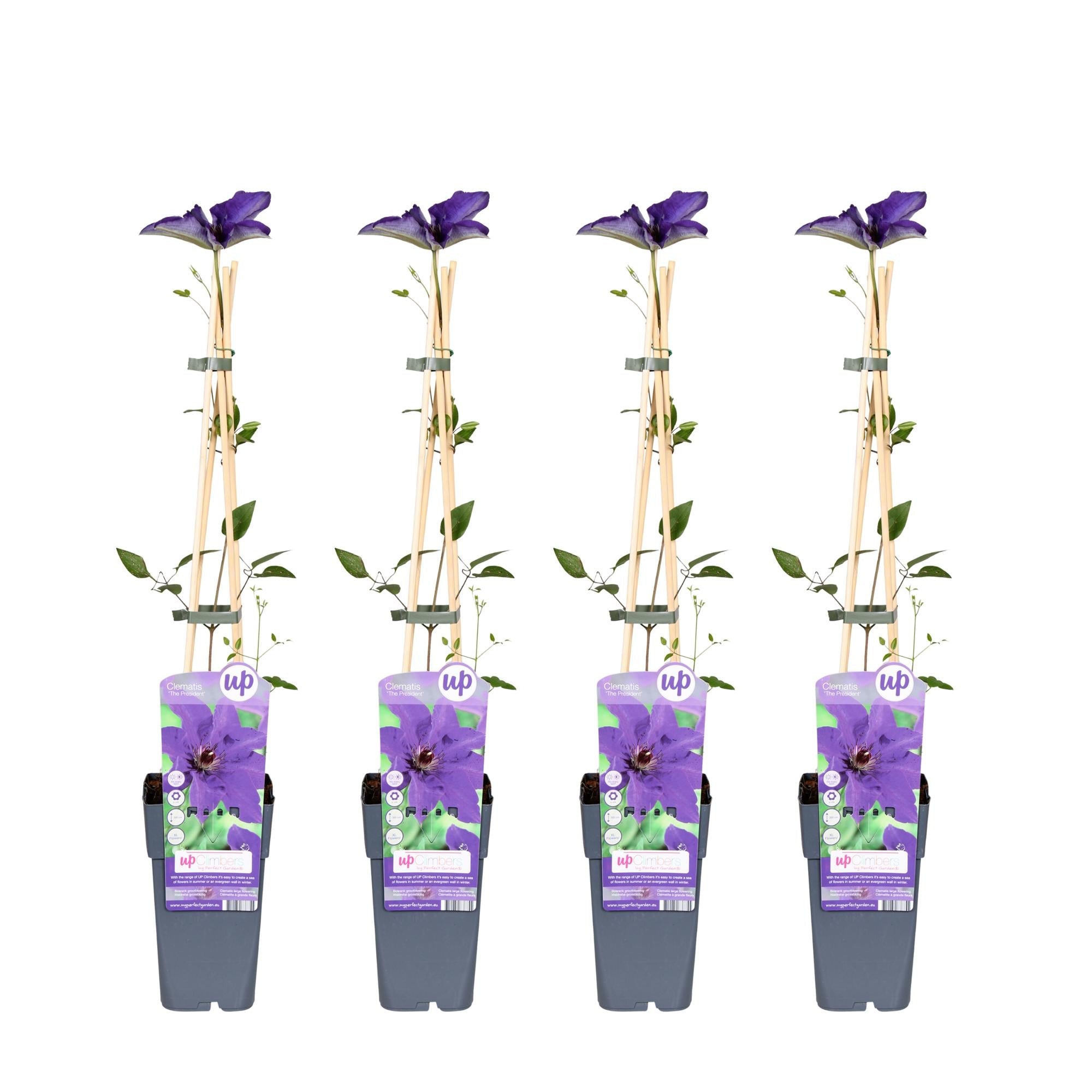 green-guardia-the-president-clematis-1x-lila-bl-te-65-cm image 6