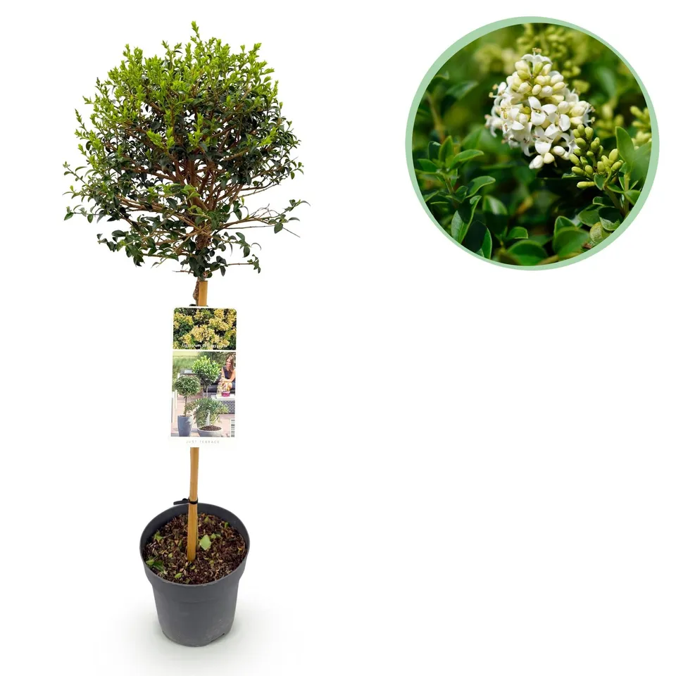 green-guardia-unsere-pflanzen-ligustrum-delavayanum-90-cm-stamm image 1