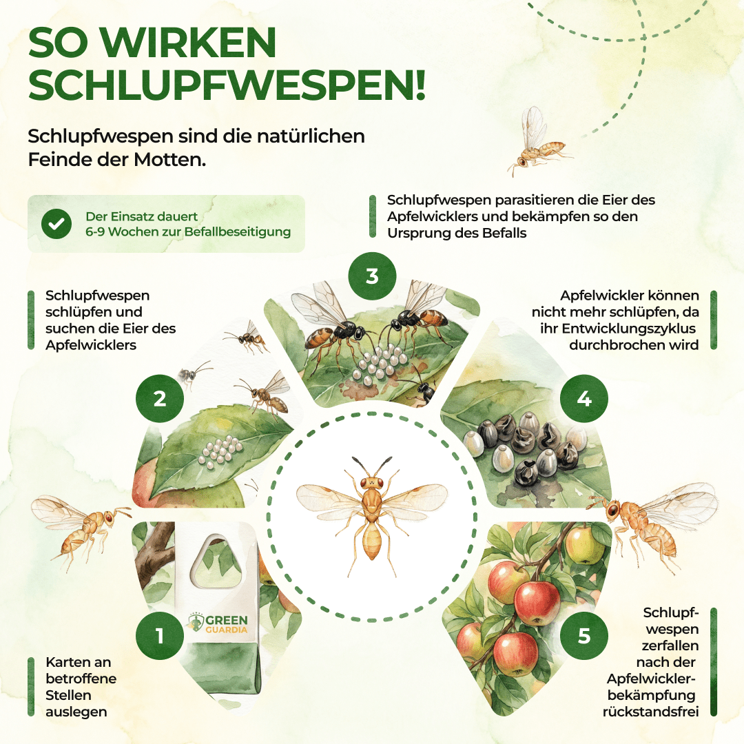 green-guardia-schlupfwespen-gegen-apfelwickler-3-karten-biologisch image 2