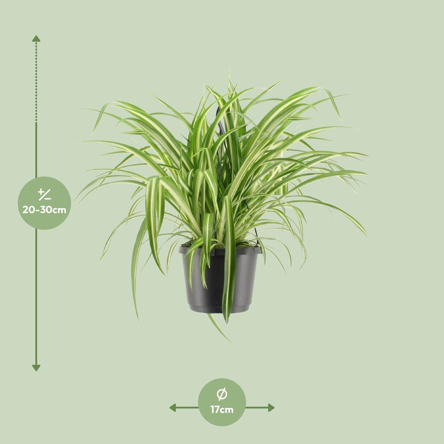 green-guardia-unsere-pflanzen-chlorophytum-variegatum-gr-nlilie-55-cm image 5