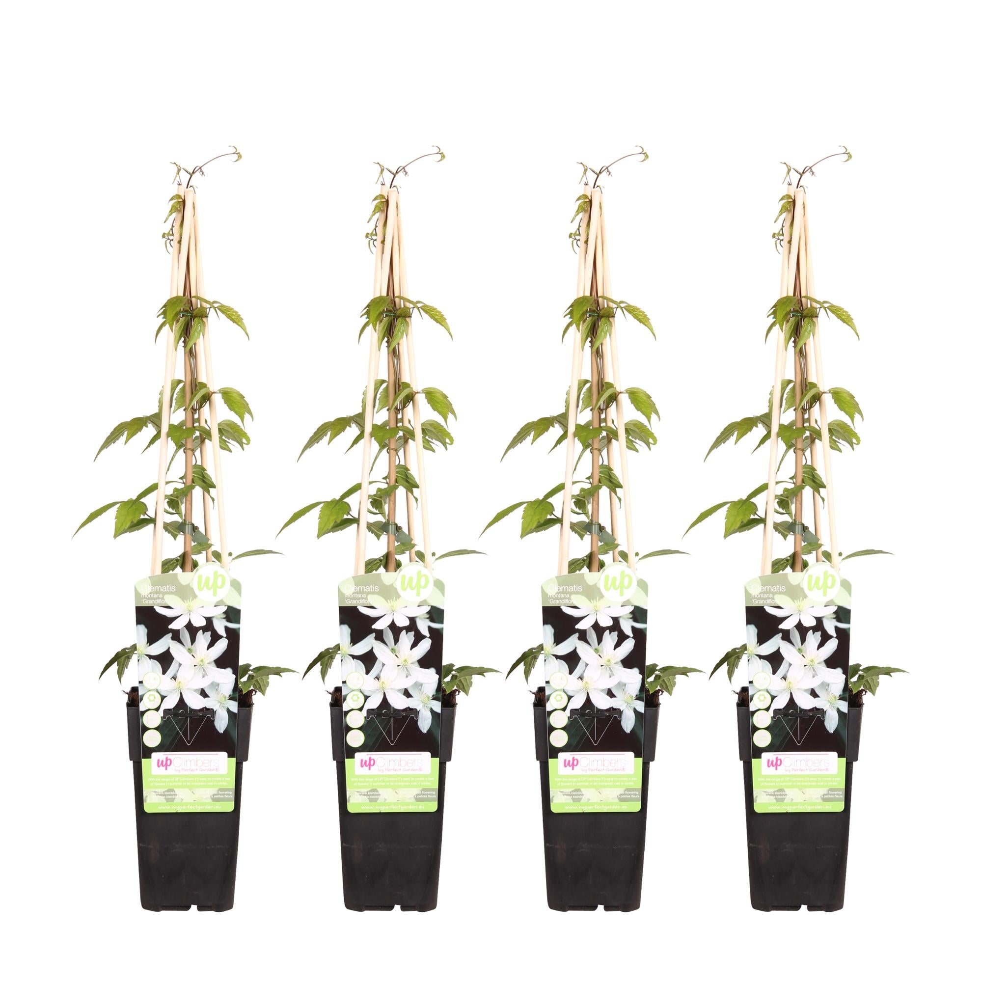 green-guardia-clematis-grandiflora-kletterpflanze-wei-1-pflanze image 4