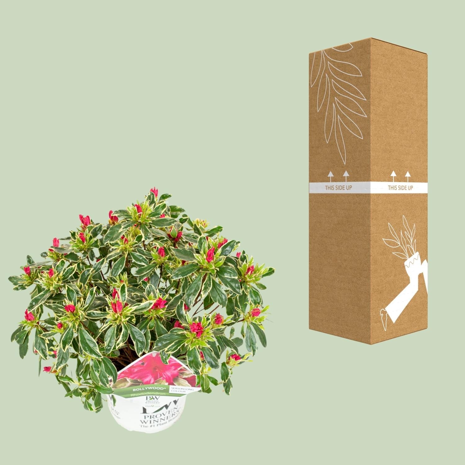 green-guardia-bollywood-rhododendron-19-cm-topf-30-cm-rosa image 3