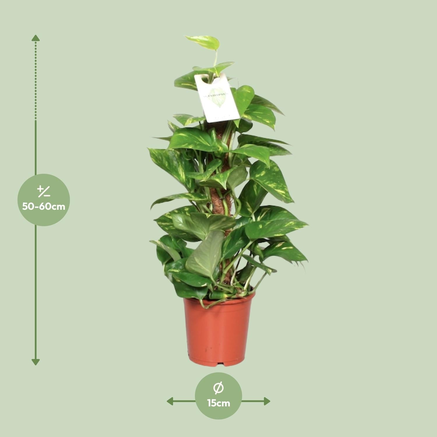 green-guardia-epipremnum-pinnatum-efeutute-moosstab-80cm image 5