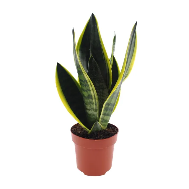 green-guardia-unsere-pflanzen-sansevieria-superba-zimmerpflanze-12-cm-30-cm image 1