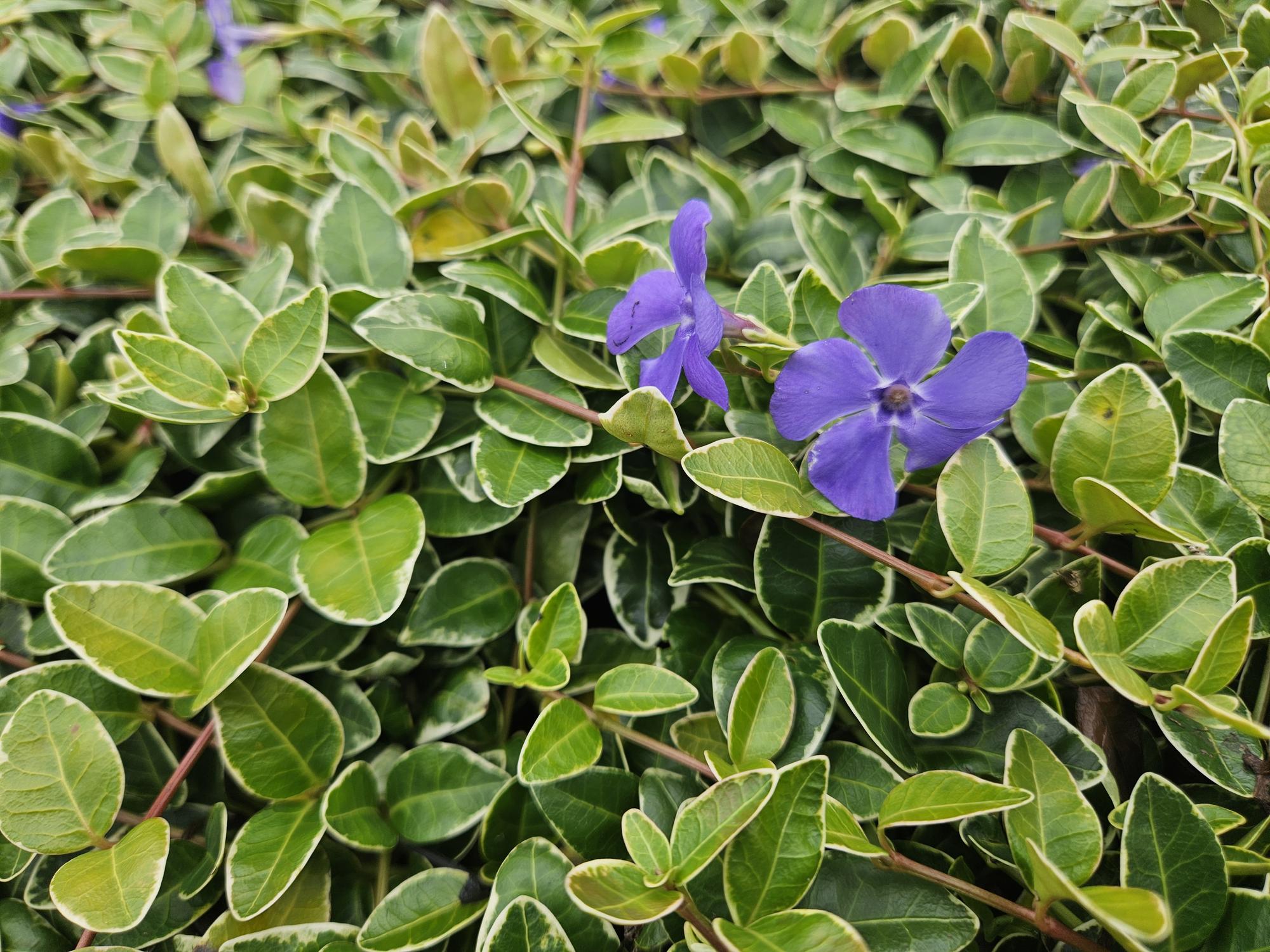 green-guardia-vinca-minor-ralph-shugert-immergr-n-9cm image 4