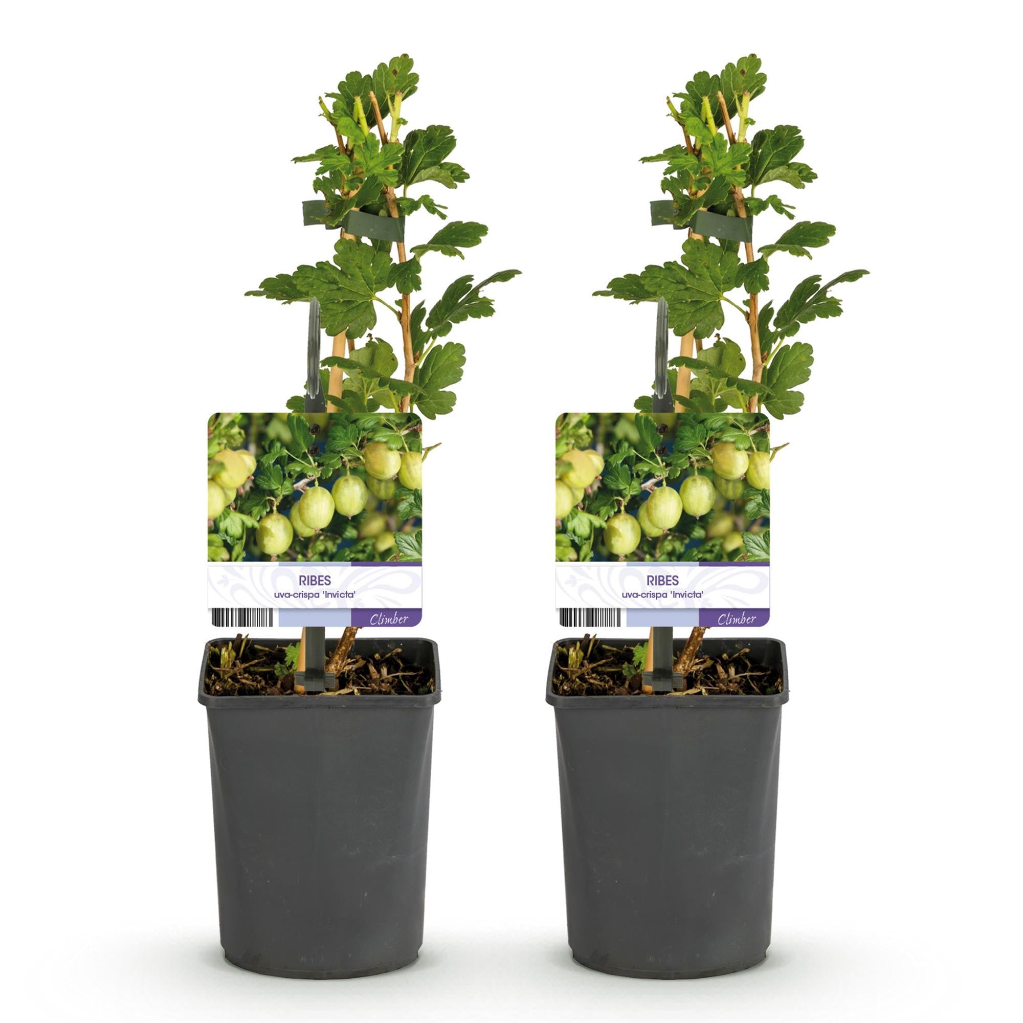 green-guardia-stachelbeere-invicta-obstpflanze-2-pfl-11cm-topf image 3