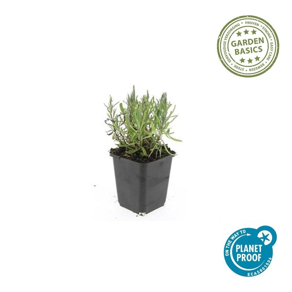 green-guardia-unsere-pflanzen-lavendel-munstead-duftpflanze-6-pflanzen image 1
