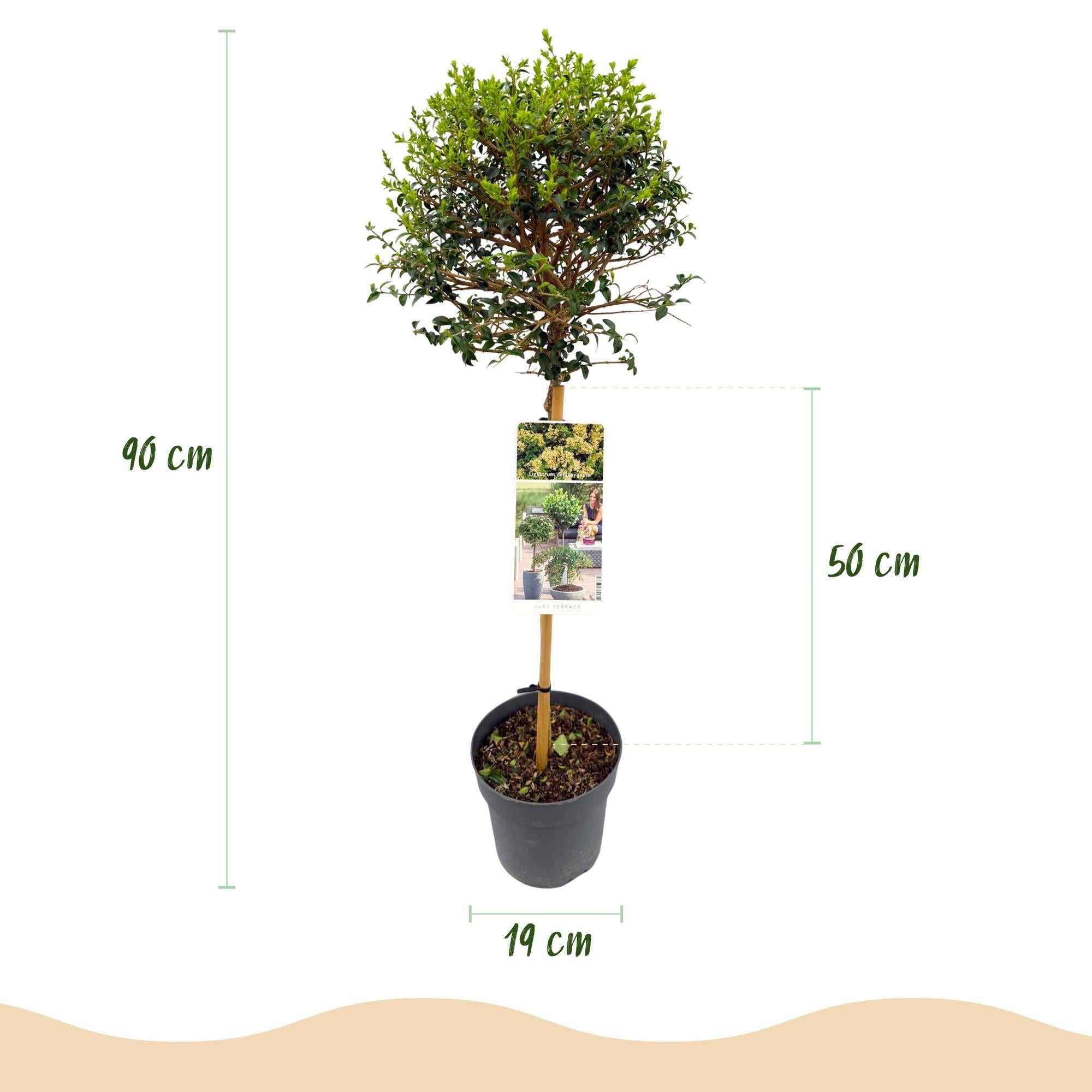 green-guardia-unsere-pflanzen-ligustrum-delavayanum-90-cm-stamm image 2