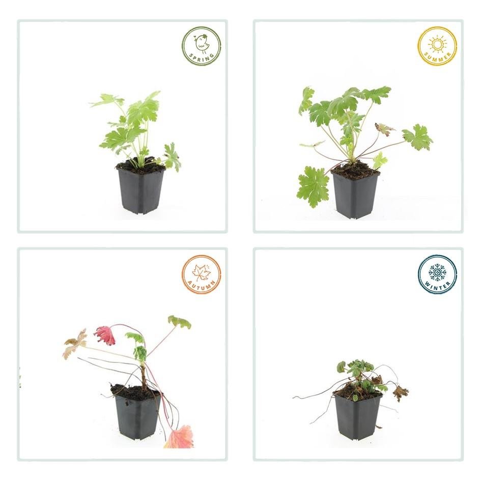 green-guardia-geranium-macrorrhizum-ingwersen-bodendecker-9-cm image 3