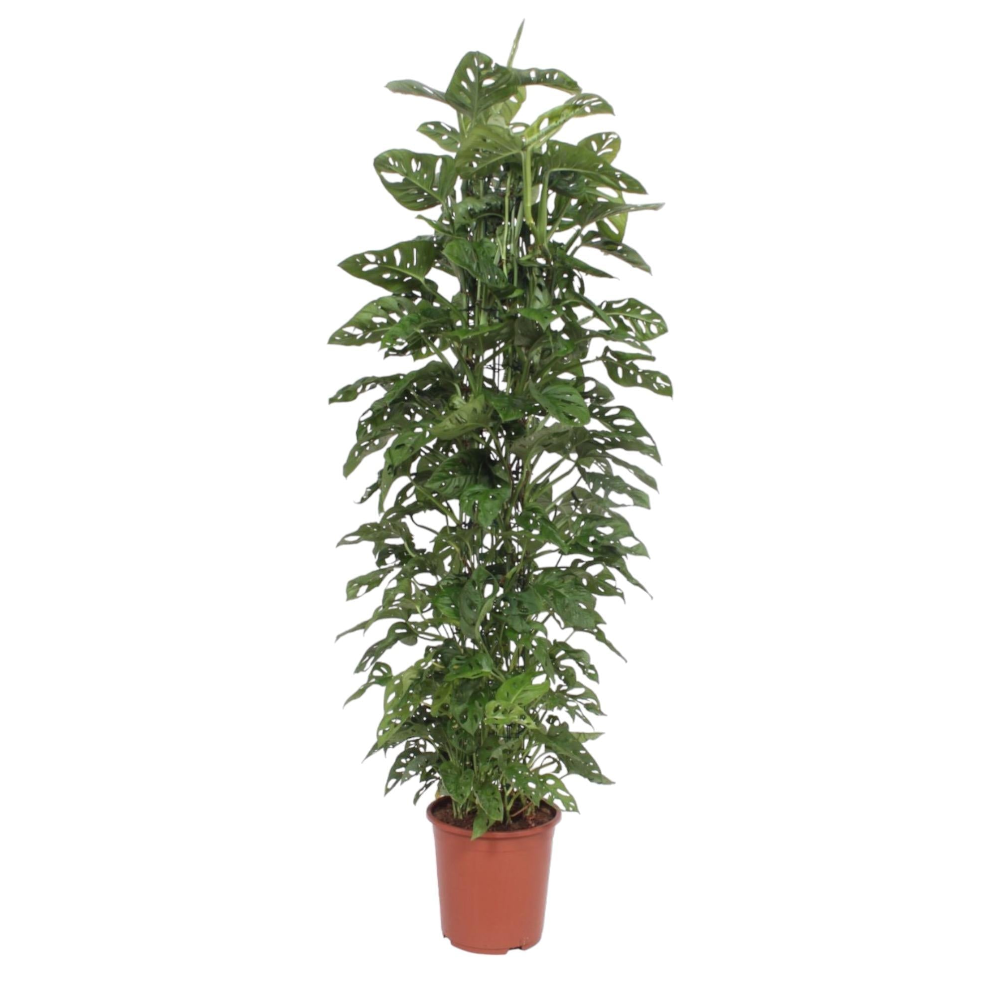 green-guardia-unsere-pflanzen-monstera-monkey-leaf-zimmerpflanze-12cm-30cm-pfleg image 1