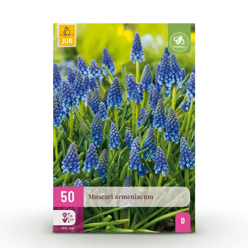 green-guardia-unsere-pflanzen-muscari-armeniacum-blumenzwiebeln-50x-blau image 1