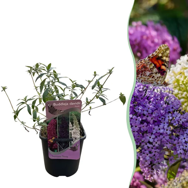 green-guardia-unsere-pflanzen-buddleja-tricolour-strauch-17cm-topf image 1