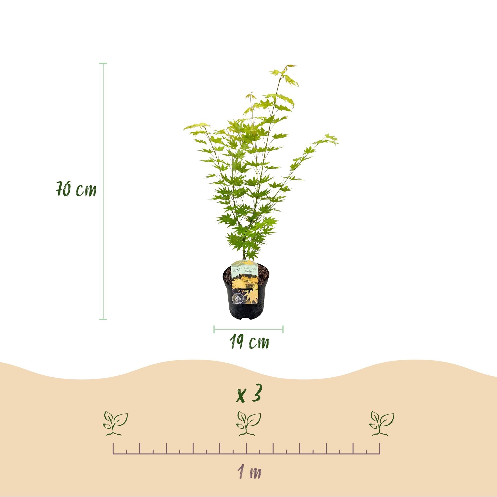 green-guardia-acer-palmatum-jordan-ahorn-19cm-topf-70cm image 2