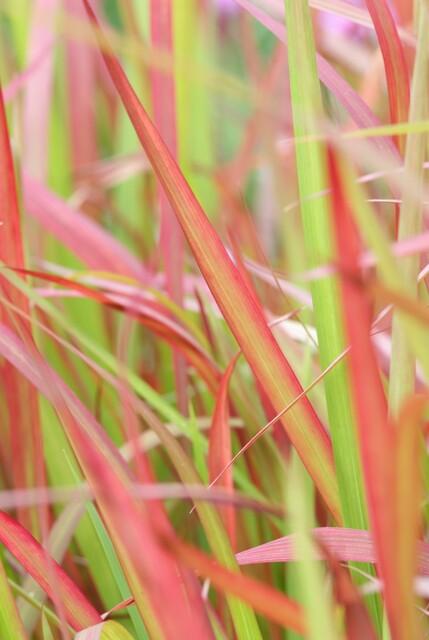 green-guardia-unsere-pflanzen-blutgras-red-baron-6x-rot-9-cm-topf image 5