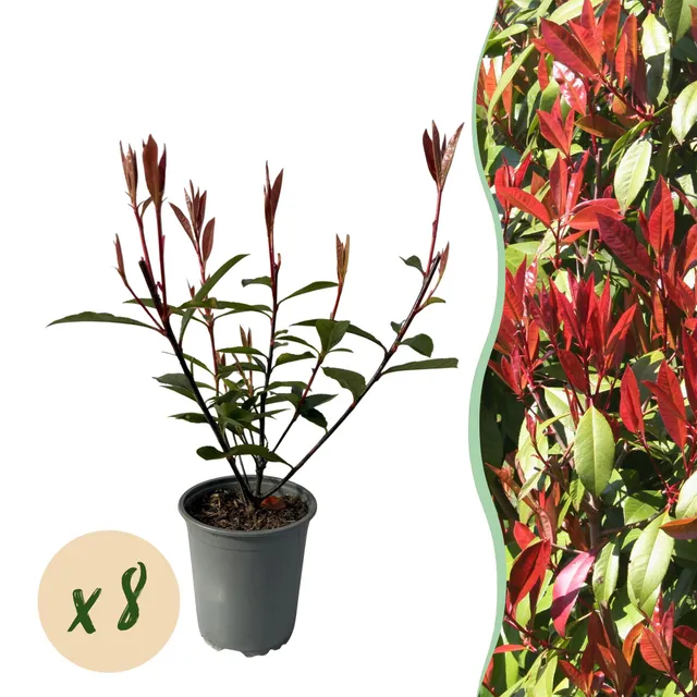 green-guardia-carr-rouge-glanzmispel-hecke-8x-30-35-cm image 1
