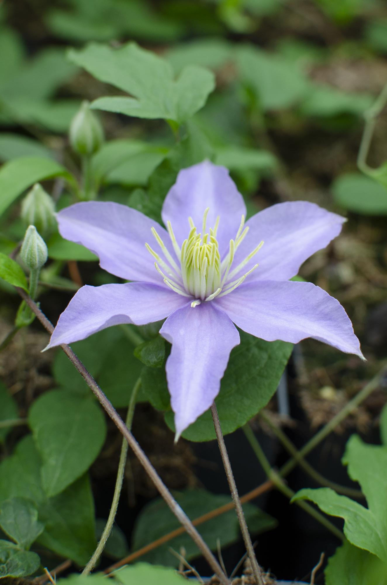 green-guardia-clematis-justa-kletterpflanze-zartviolett image 2