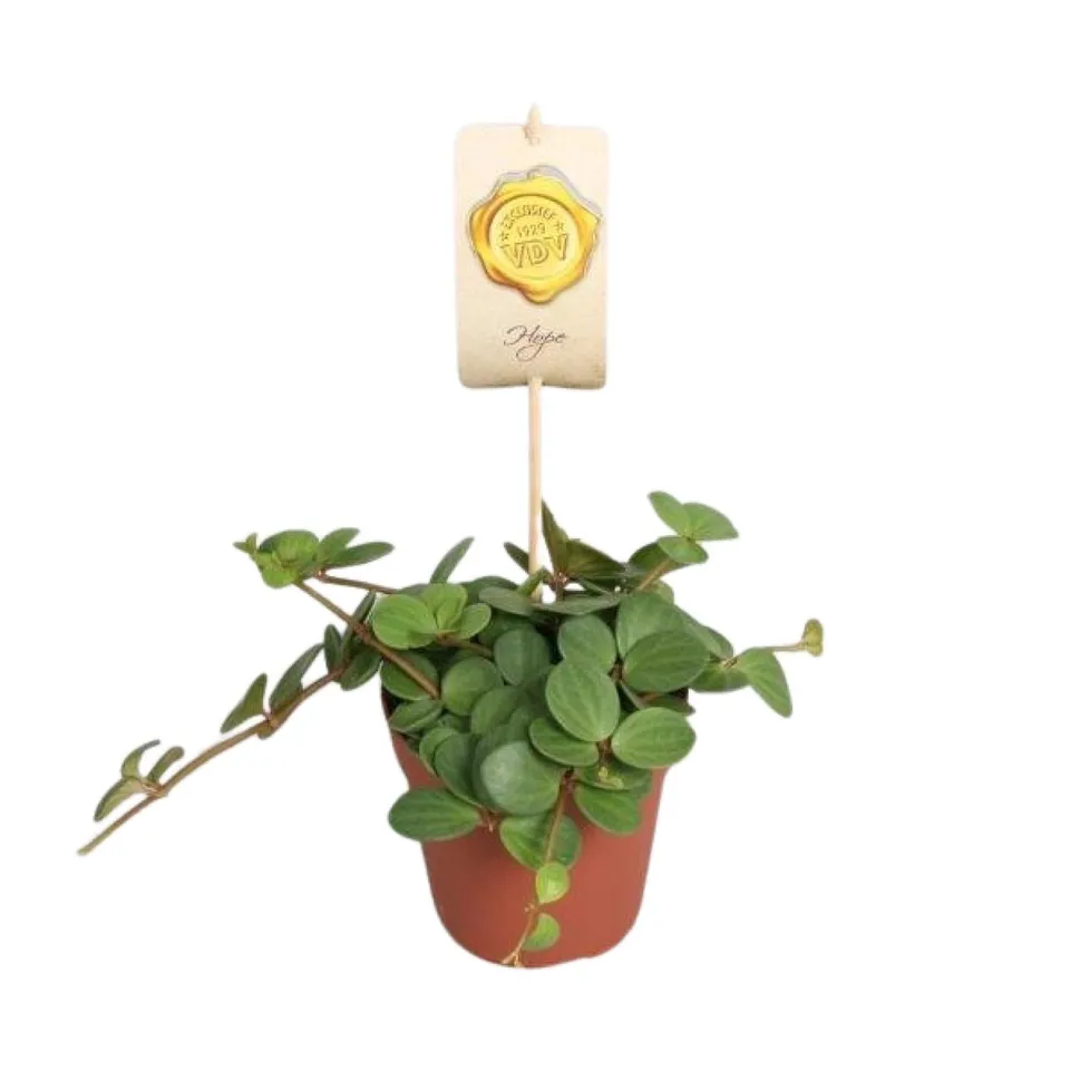 green-guardia-peperomia-hope-peperomie-zimmerpflanze-12cm-topf image 1