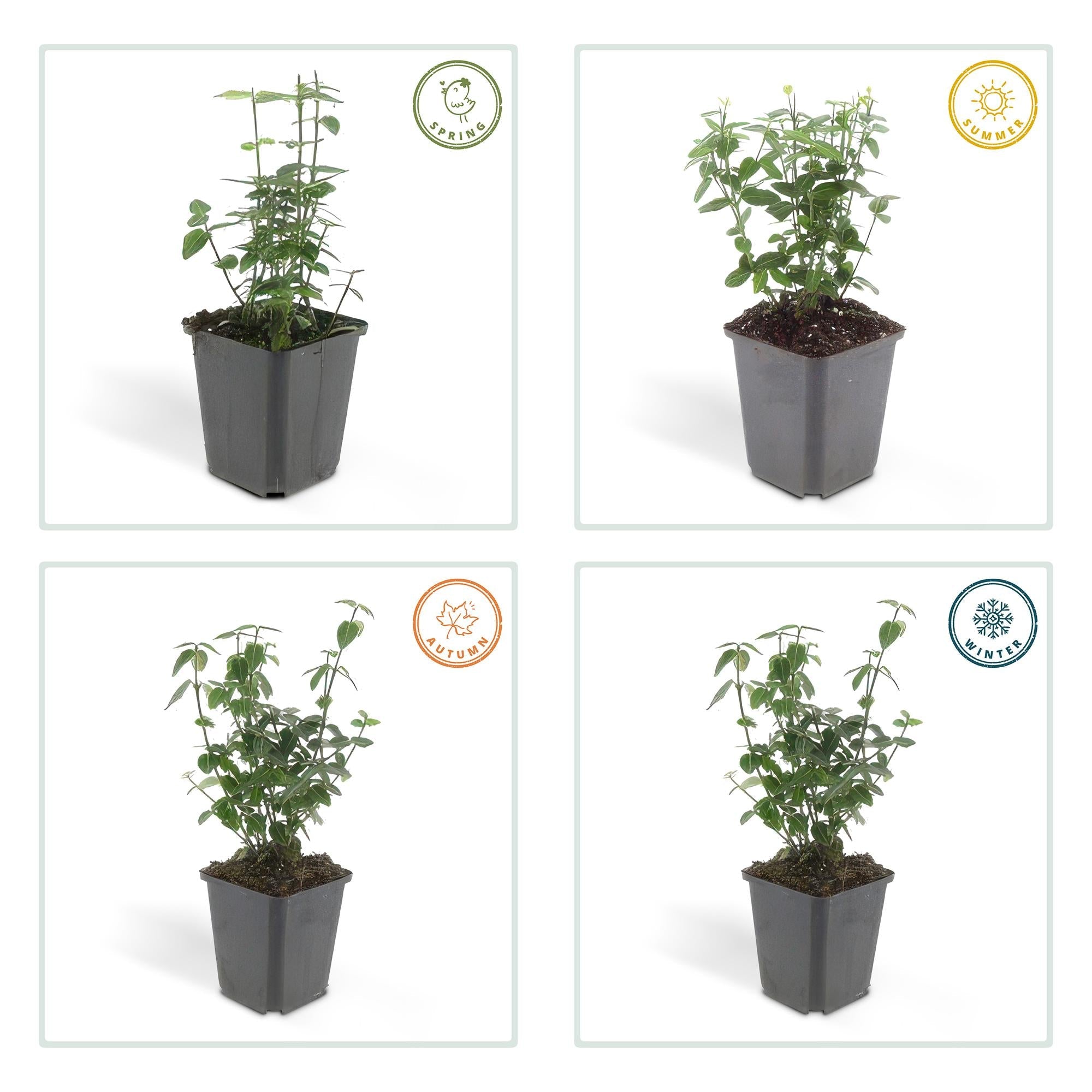 green-guardia-spindelstrauch-radicans-6-pflanzen-9-cm-topf image 3