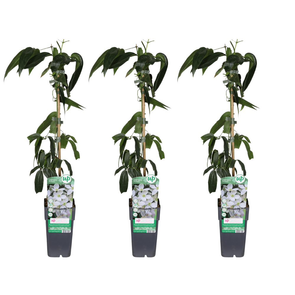 green-guardia-clematis-armandii-kletterpflanze-1-pflanze-wei-immergr-n image 2