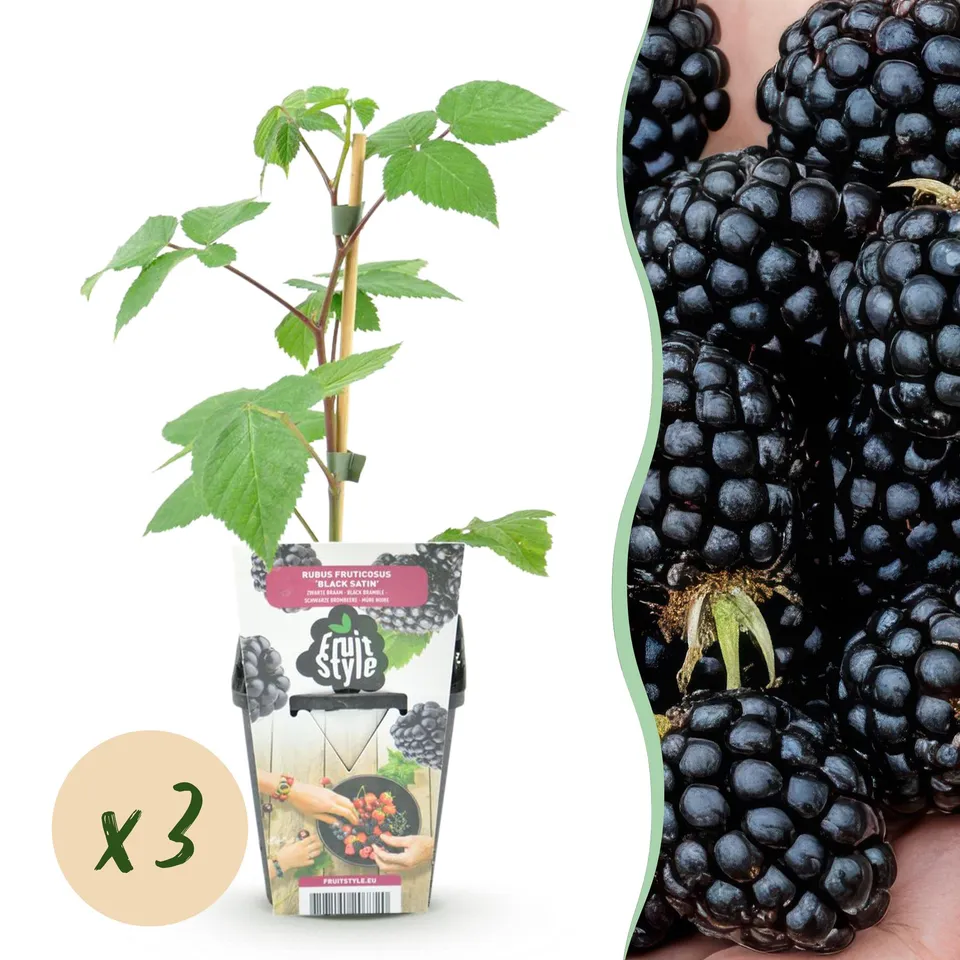 green-guardia-unsere-pflanzen-rubus-black-satin-brombeere-3-pflanzen image 1