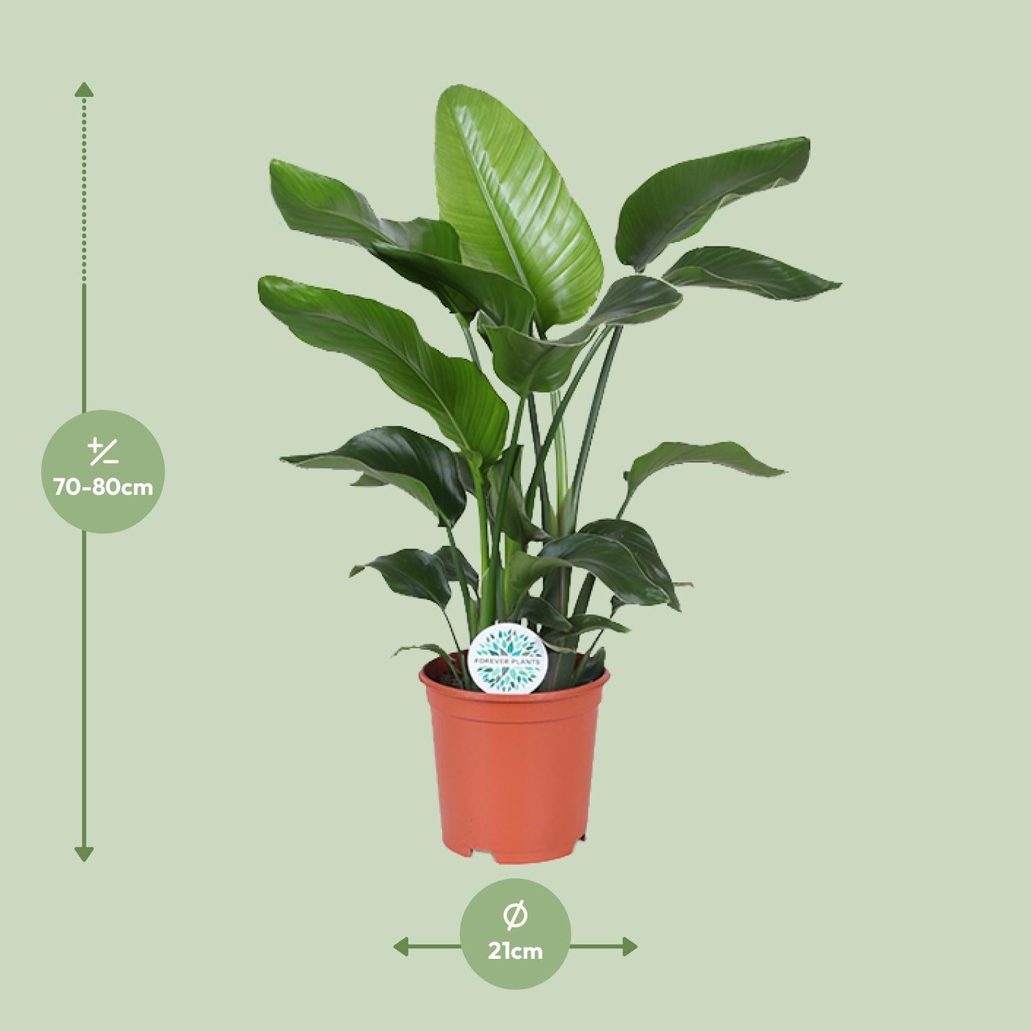 green-guardia-unsere-pflanzen-strelitzia-nicolai-zimmerpflanze-60cm-pflegeleicht image 7