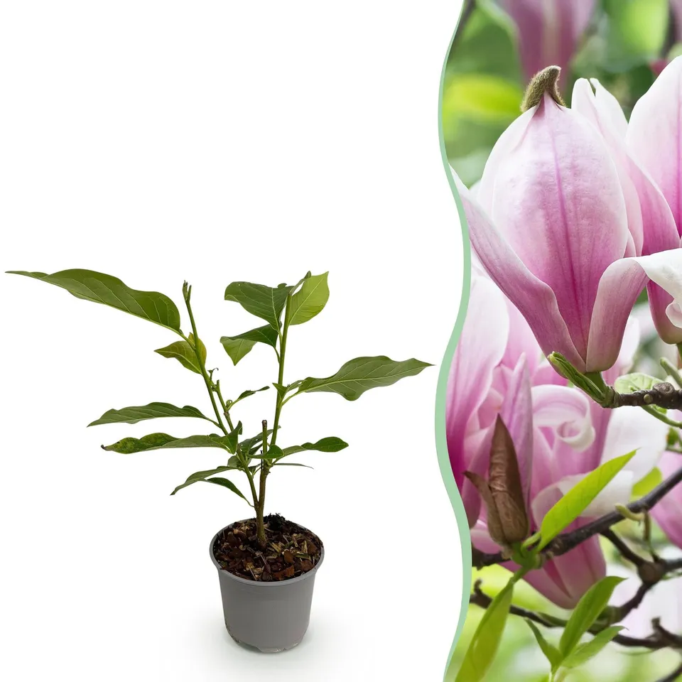 green-guardia-magnolia-george-henry-kern-pflanze-rosa-12cm-topf image 1