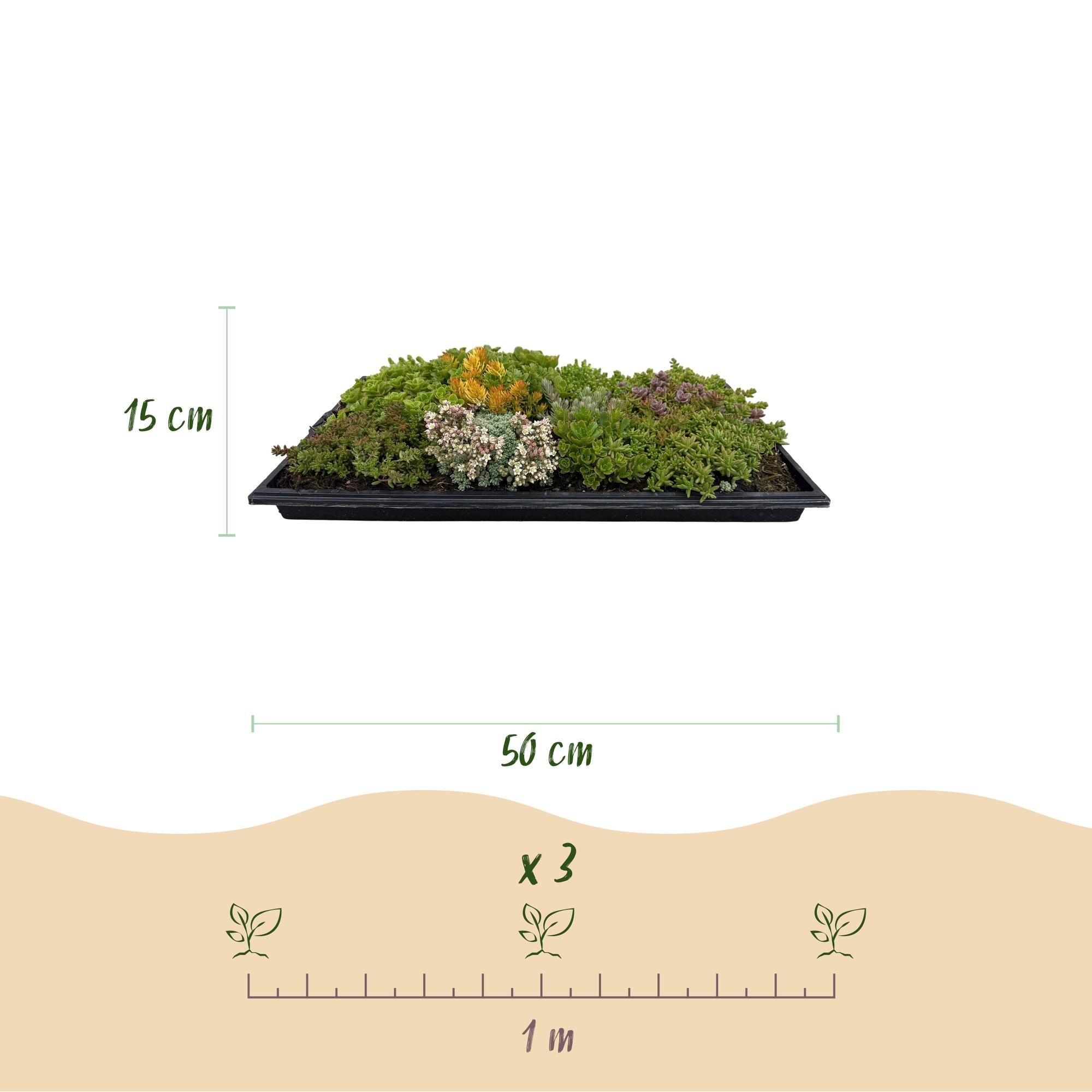 green-guardia-unsere-pflanzen-sedummatte-bodendecker-50x30-cm-10-sorten image 3