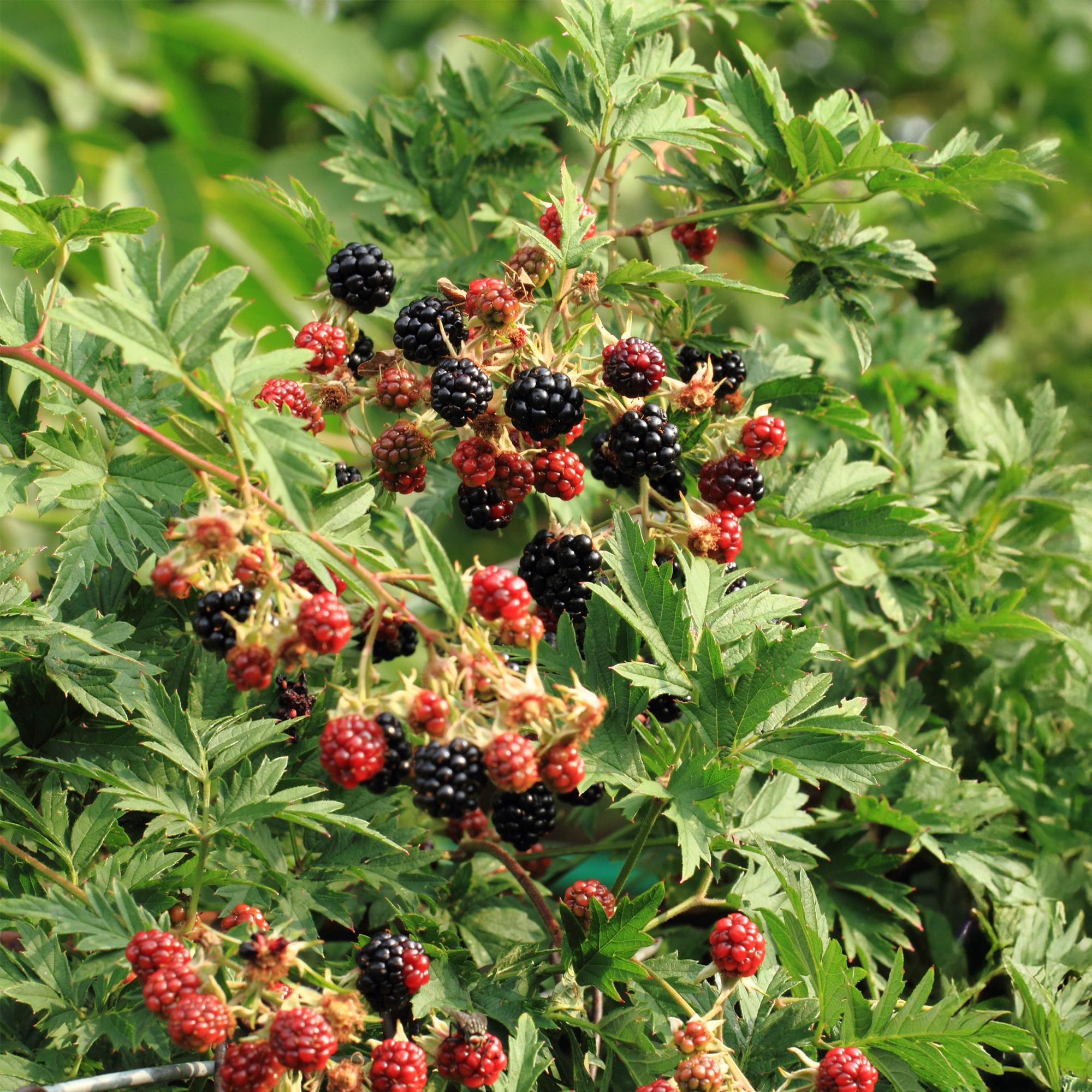green-guardia-unsere-pflanzen-brombeere-thornfree-evergreen-dornlos-2x image 3