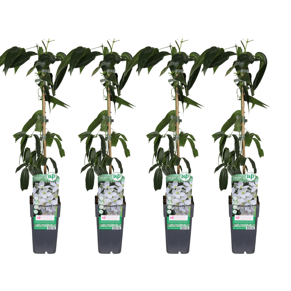 green-guardia-clematis-armandii-kletterpflanze-1-pflanze-wei-immergr-n image 3
