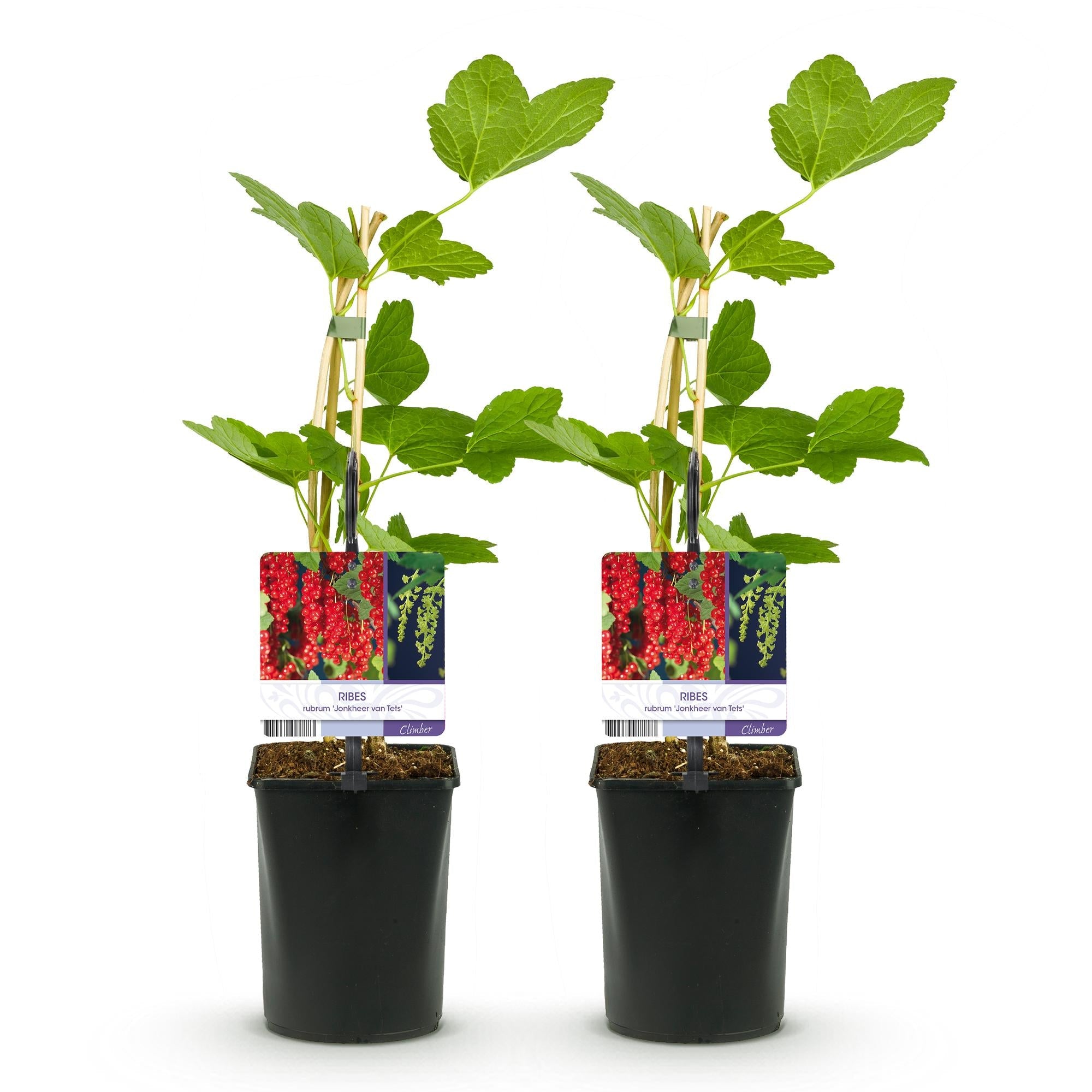 green-guardia-unsere-pflanzen-rote-johannisbeere-40cm-2x image 3