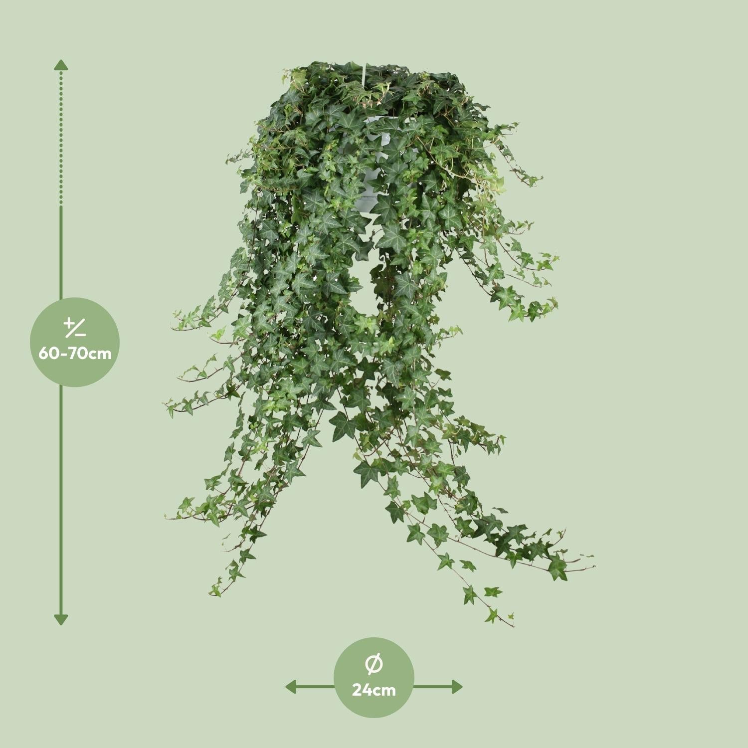 green-guardia-pitsburg-efeu-h-ngepflanze-50-cm image 4