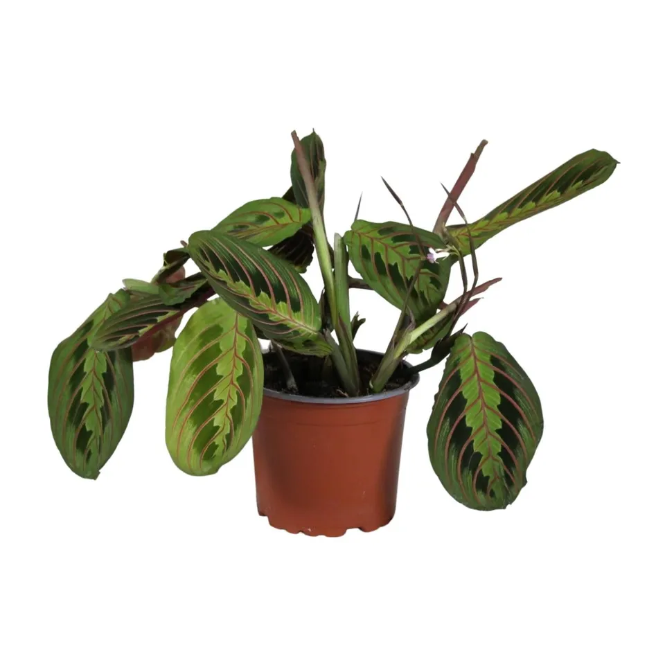green-guardia-maranta-leuconeura-fascinator-gebetspflanze-12-cm image 1