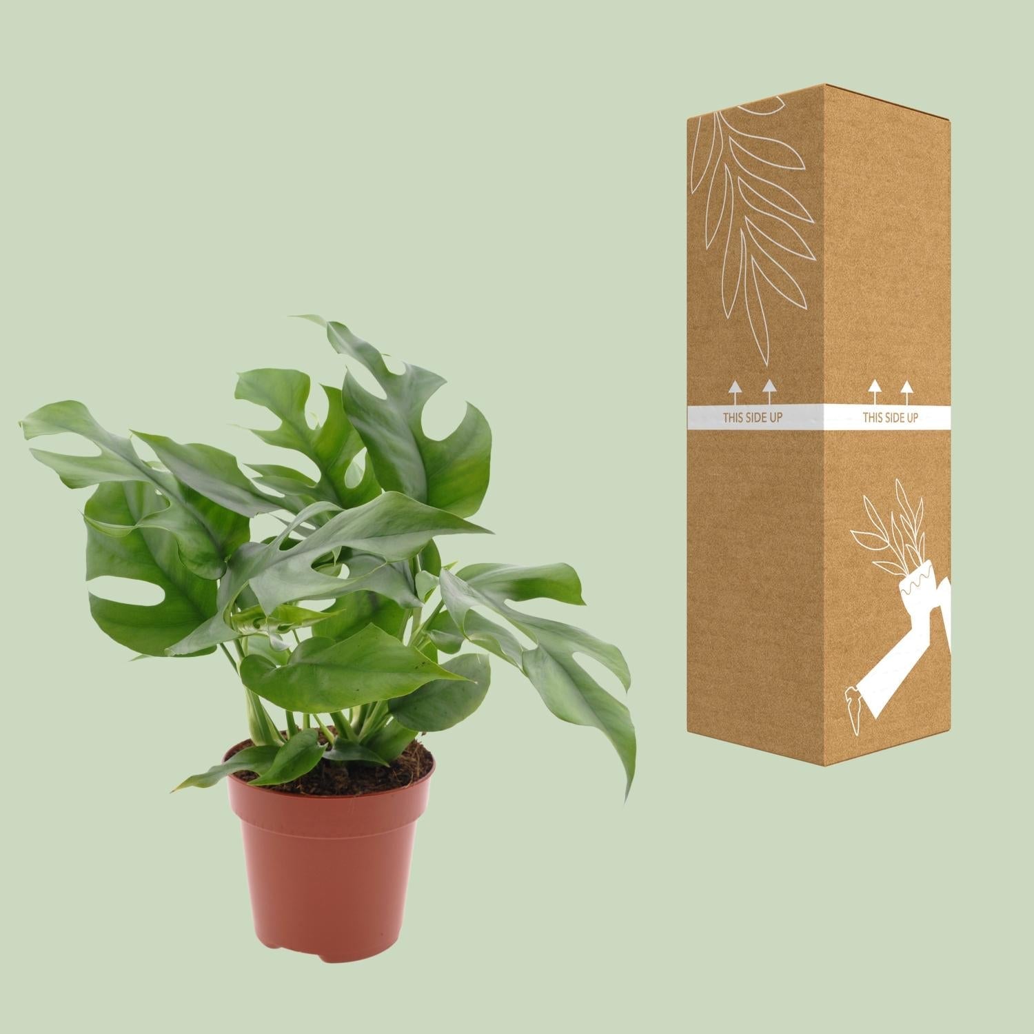 green-guardia-unsere-pflanzen-monstera-minima-zimmerpflanze-25cm-pflegeleicht image 3