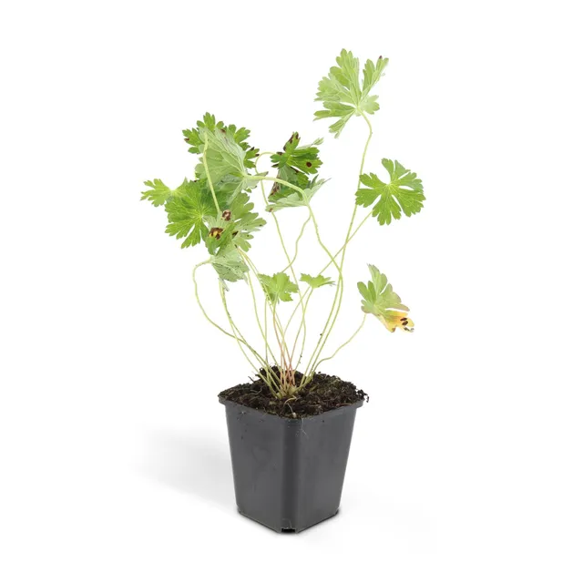 green-guardia-rozanne-geranium-storchschnabel-6-pflanzen image 1