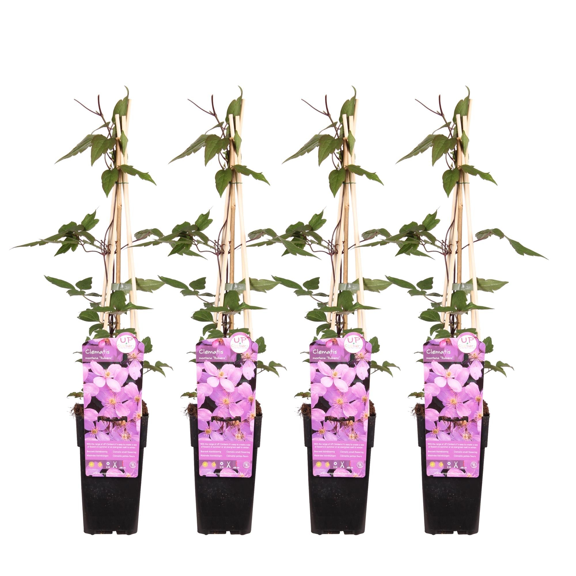 green-guardia-clematis-montana-rubens-kletterpflanze-65-cm image 2