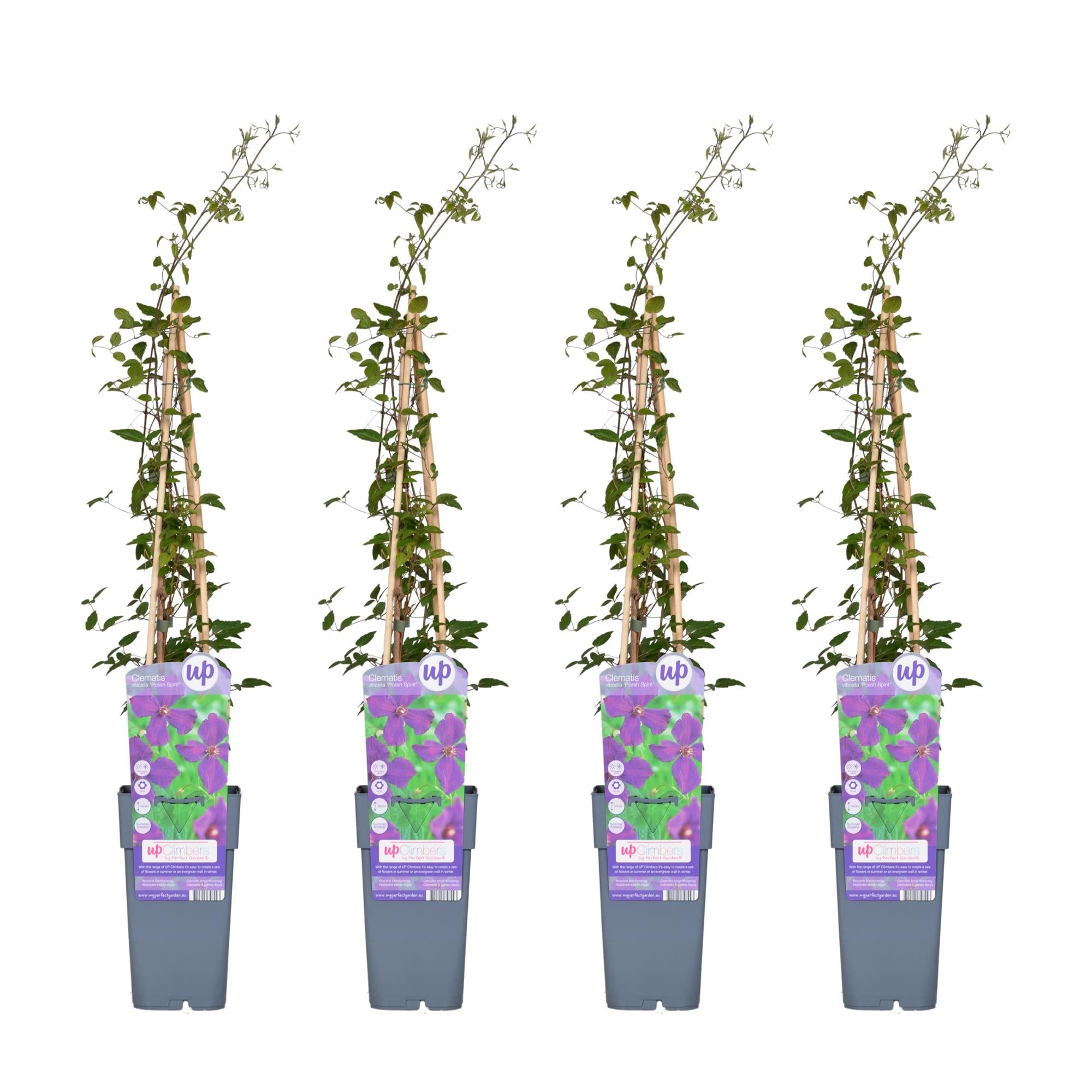 green-guardia-clematis-polish-spirit-pflanze-15cm-topf-violett image 4