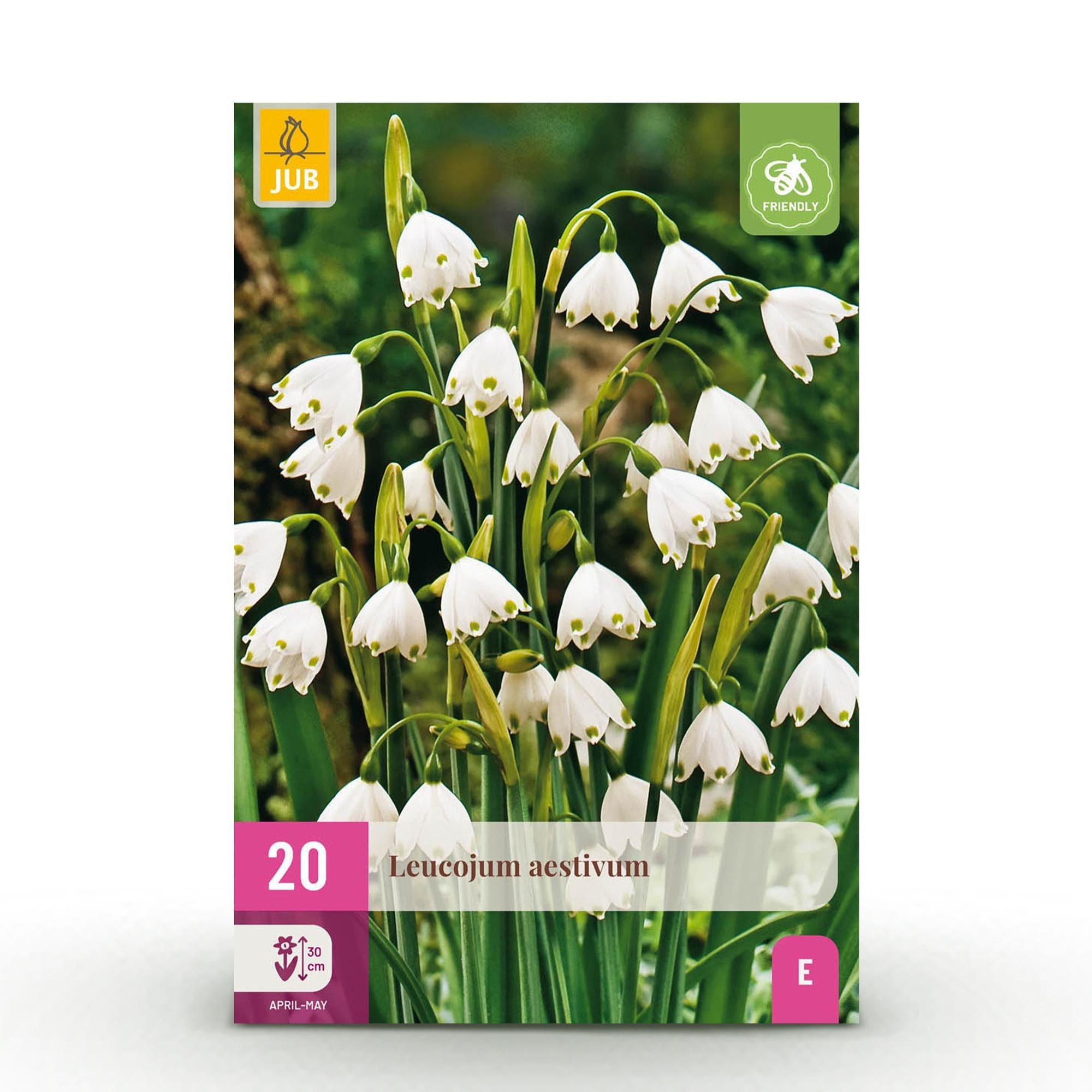 green-guardia-unsere-pflanzen-leucojum-blumenzwiebeln-20-st-ck-wei image 1