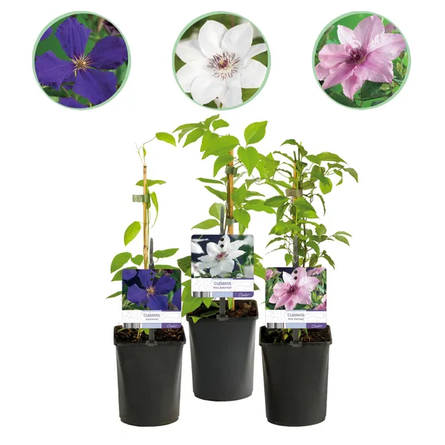 green-guardia-clematis-tricolour-kletterpflanze-3x-11cm-rosa-wei image 1