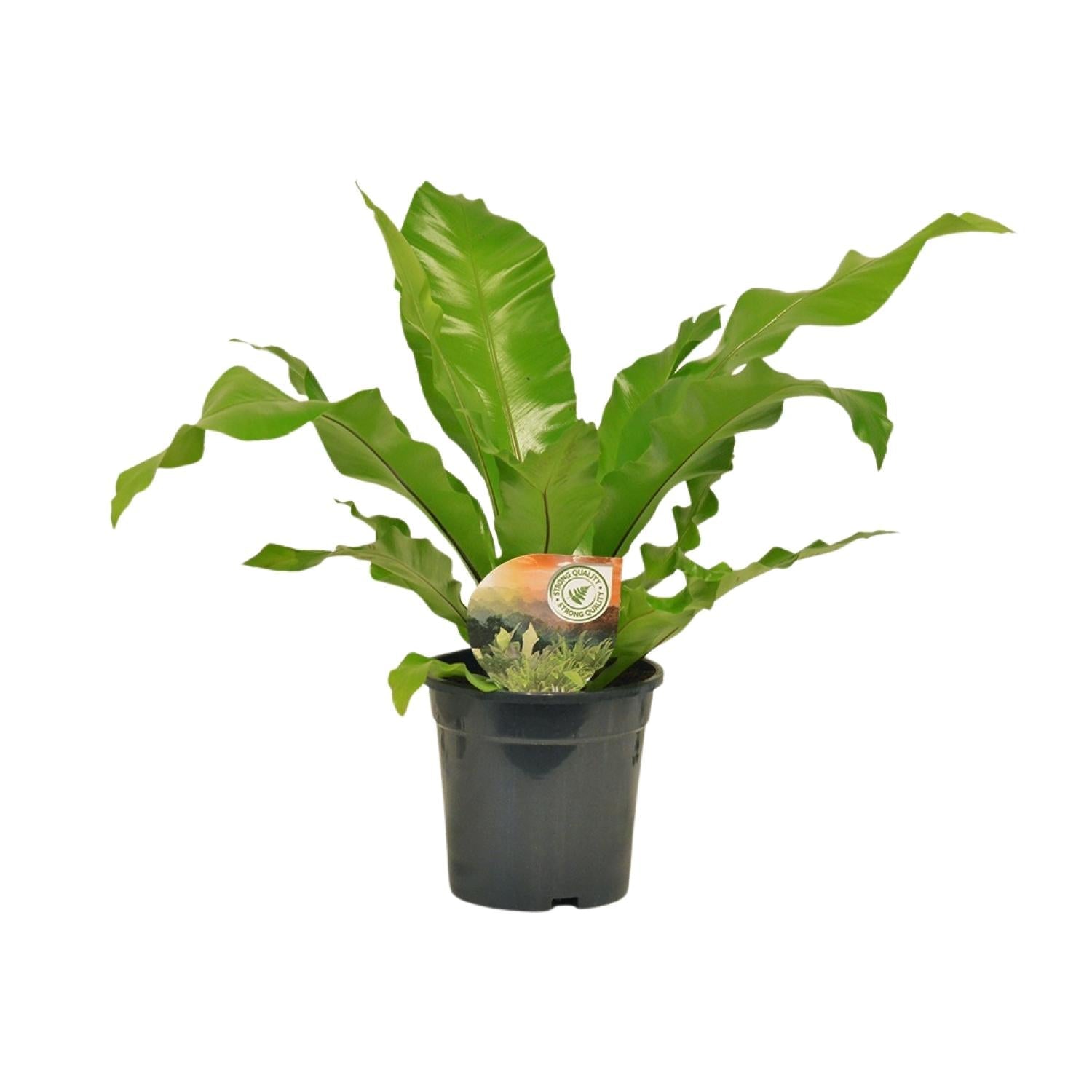 green-guardia-asplenium-nidus-nestfarn-zimmerpflanze-12cm-35cm image 1