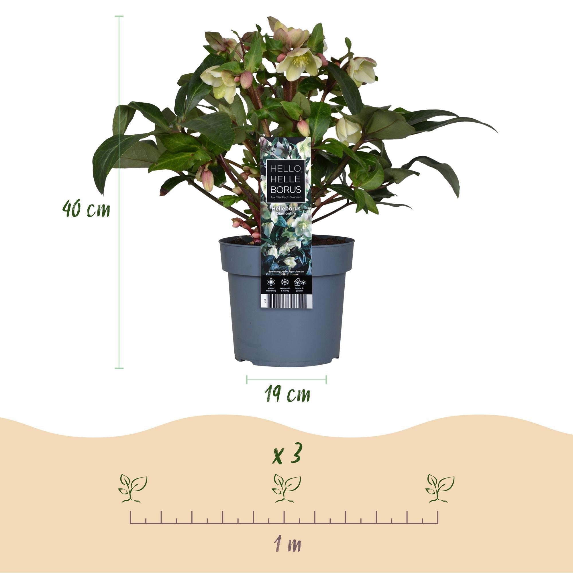 green-guardia-helleborus-diamfire-christrose-19cm-topf-immergr-n image 2