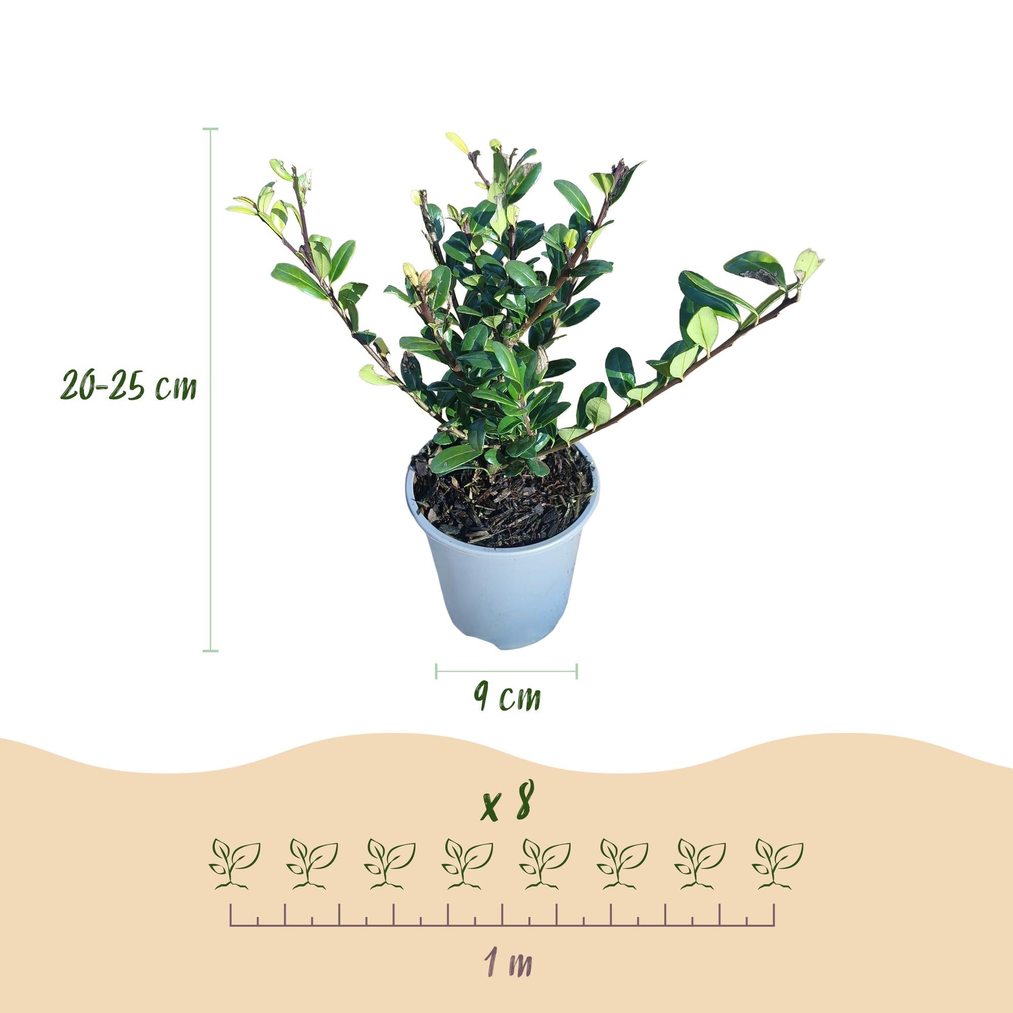 green-guardia-unsere-pflanzen-ilex-caroline-upright-hecke-8er-set-9cm image 2
