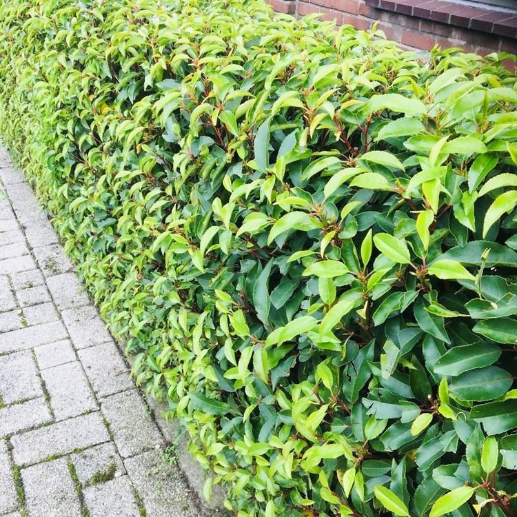 green-guardia-prunus-lusitanica-heckenpflanze-immergr-n image 1