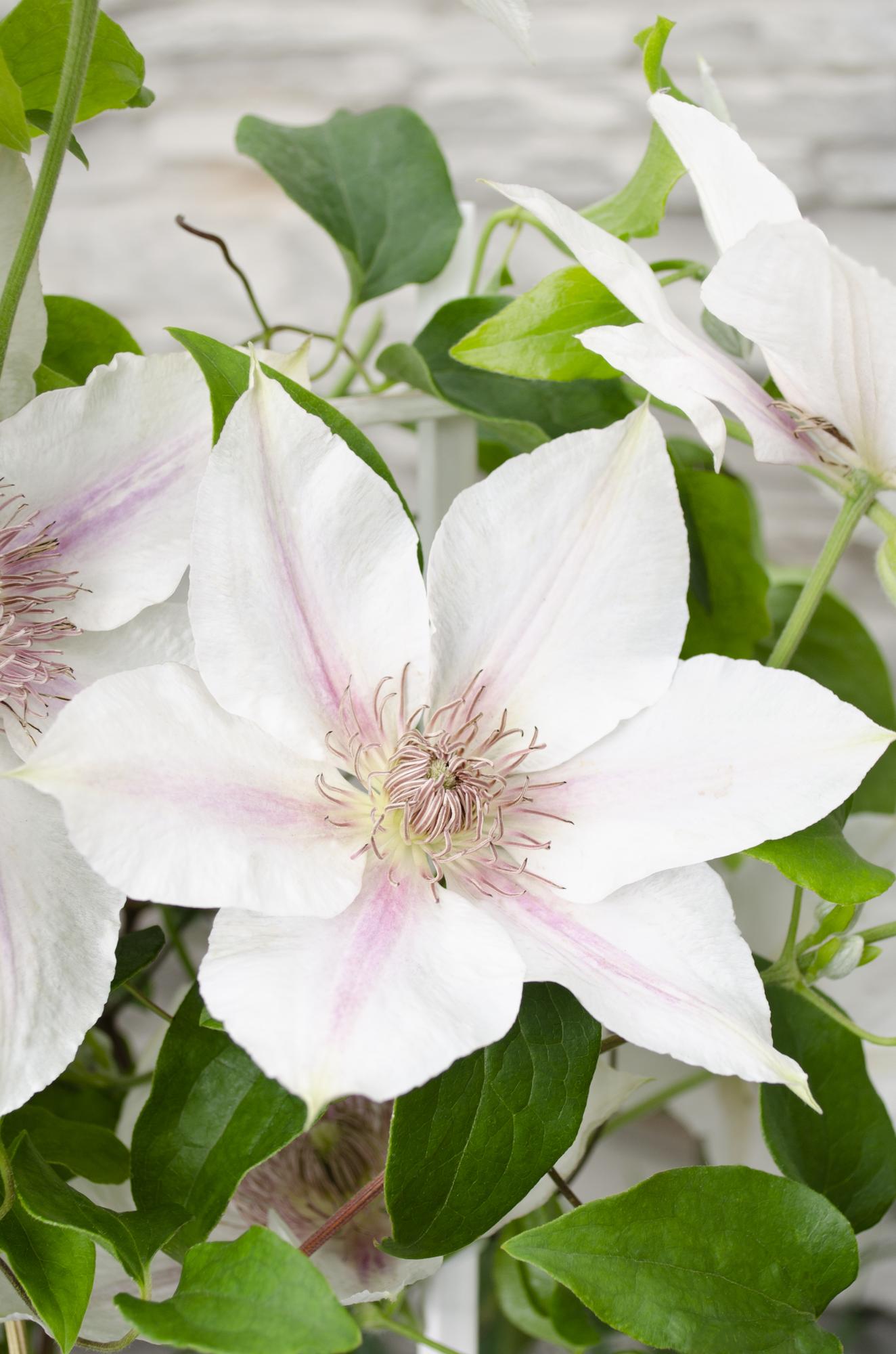 green-guardia-unsere-pflanzen-clematis-corinne-kletterpflanze-wei-65-cm image 2