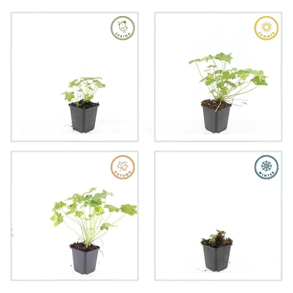 green-guardia-unsere-pflanzen-geranium-czakor-bodendecker-6x-9cm image 3