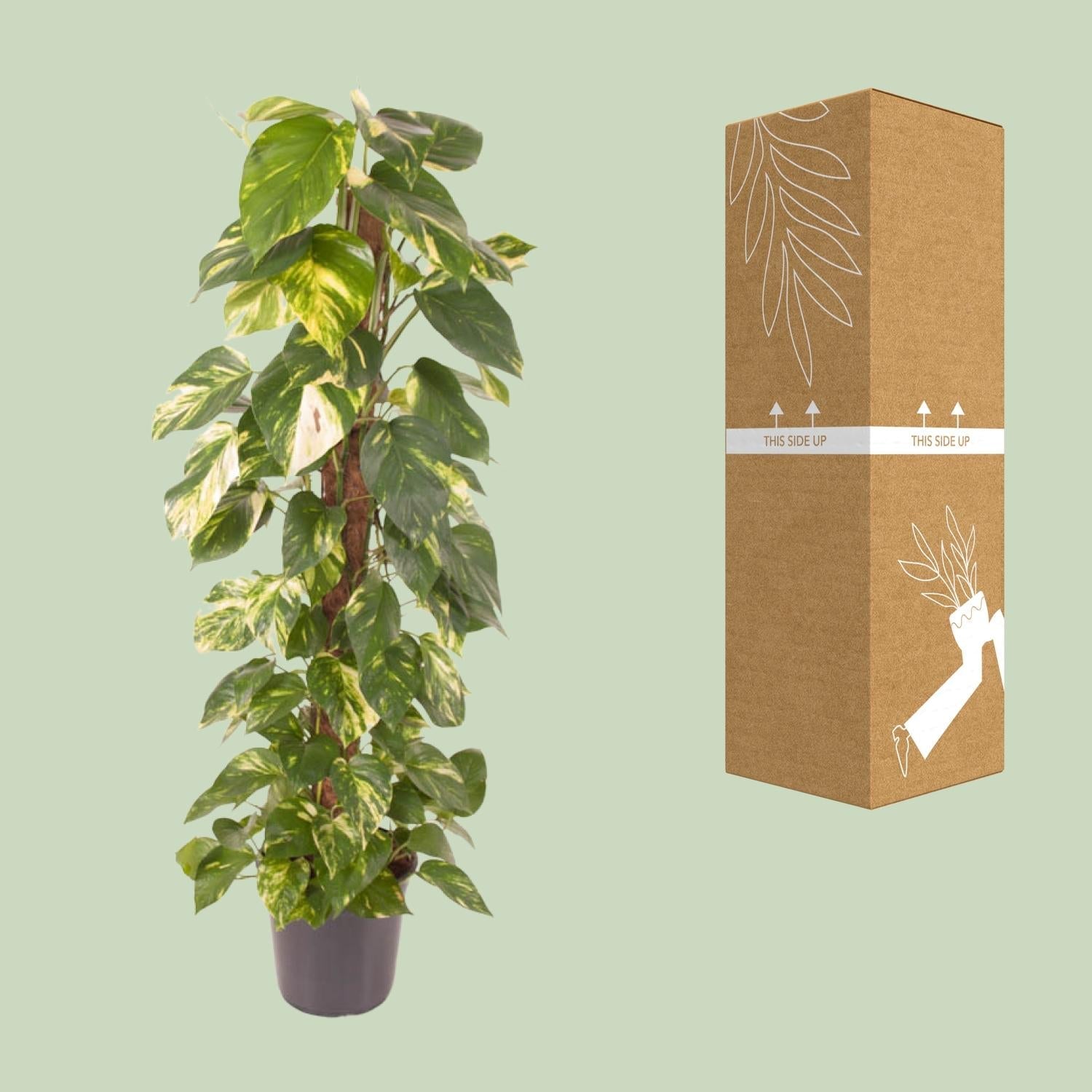 green-guardia-epipremnum-efeutute-zimmerpflanze-120cm-gro image 3