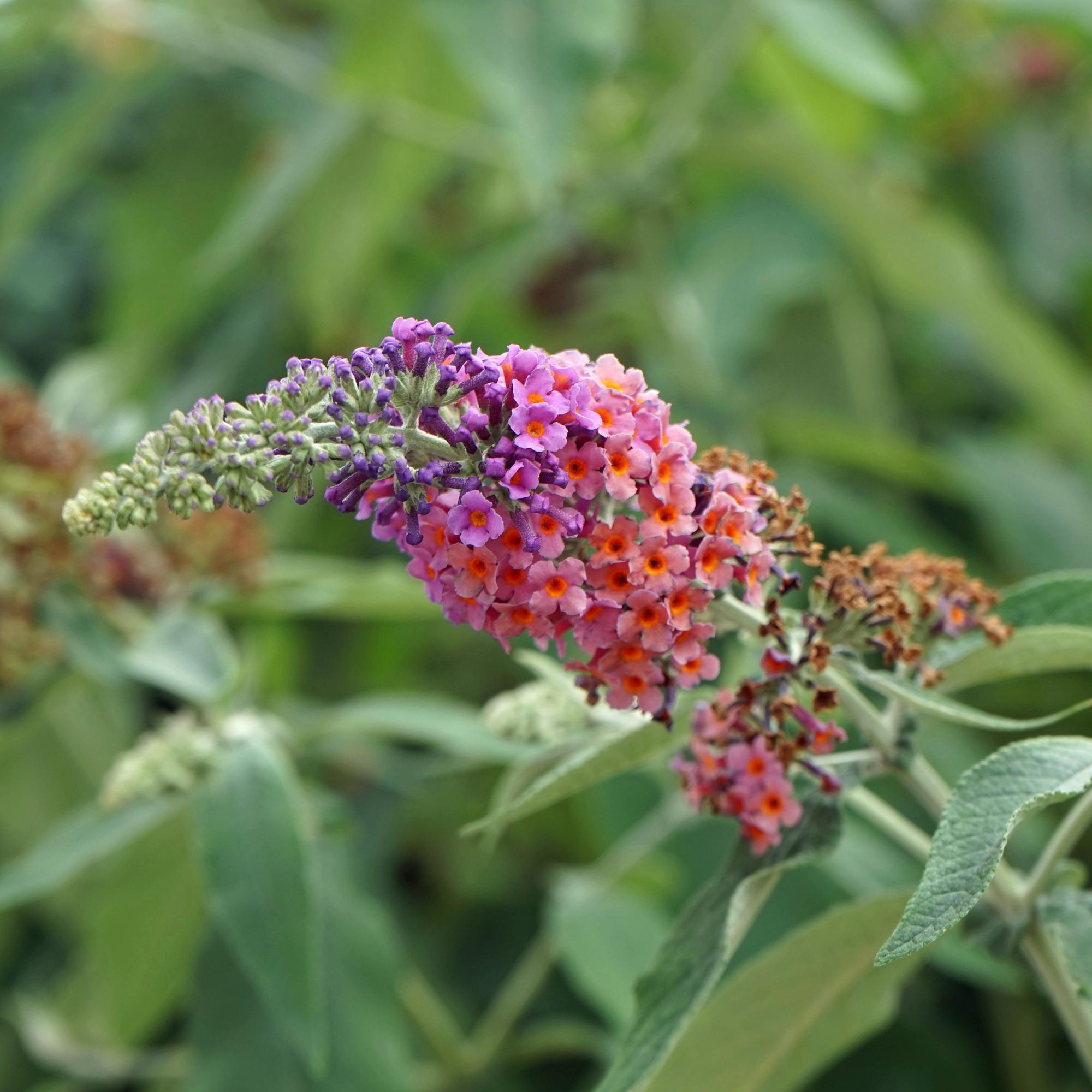 green-guardia-buddleja-flower-power-schmetterlingsstrauch-17cm image 3