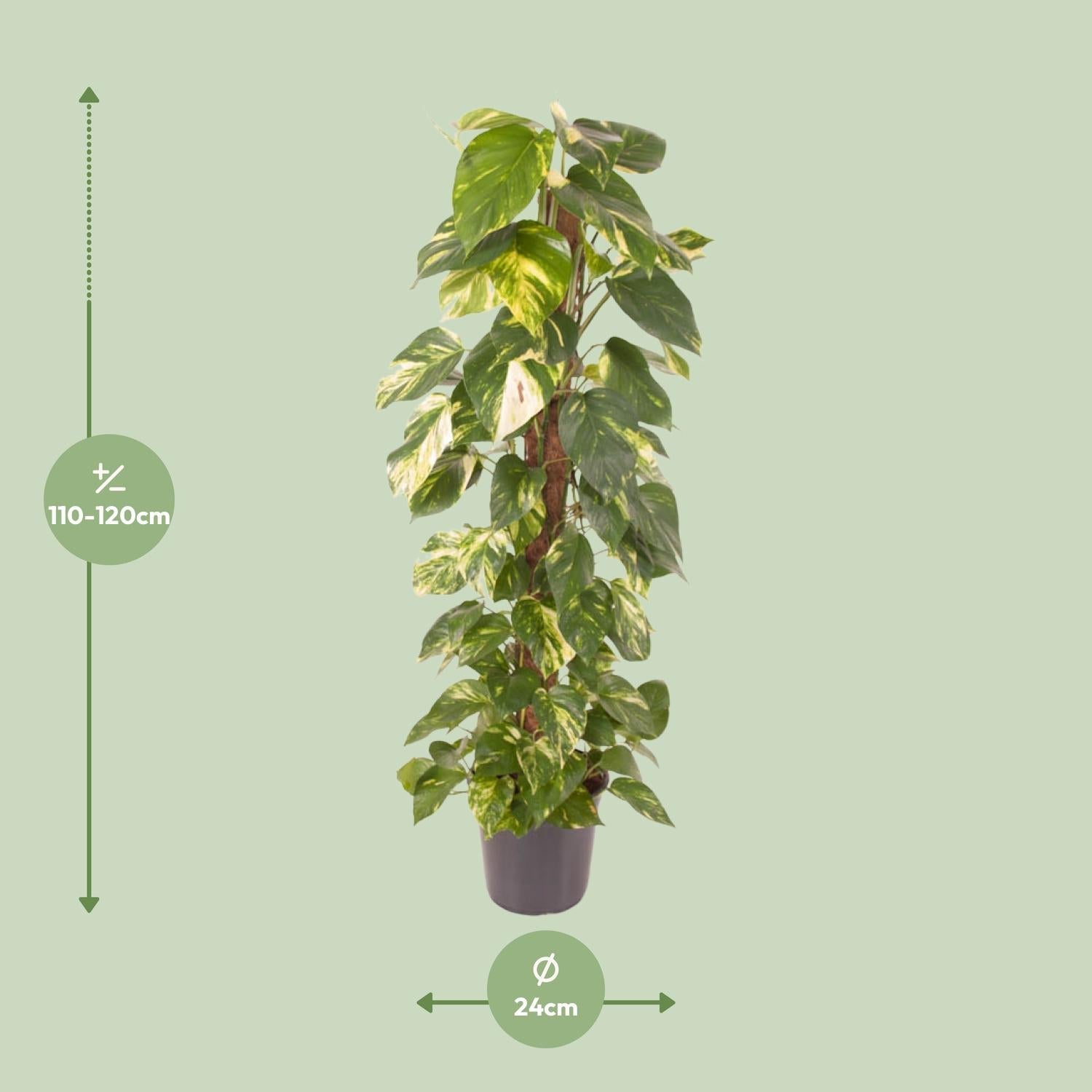 green-guardia-epipremnum-efeutute-zimmerpflanze-120cm-gro image 2