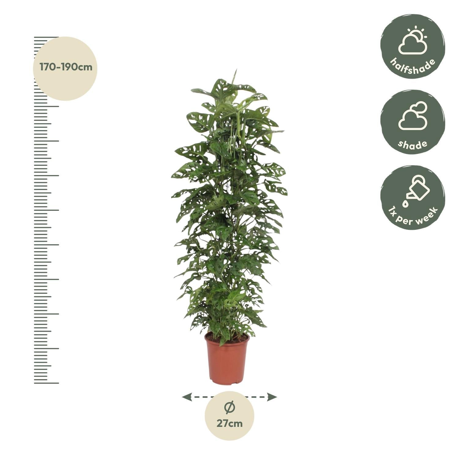 green-guardia-unsere-pflanzen-monstera-monkey-leaf-zimmerpflanze-12cm-30cm-pfleg image 2