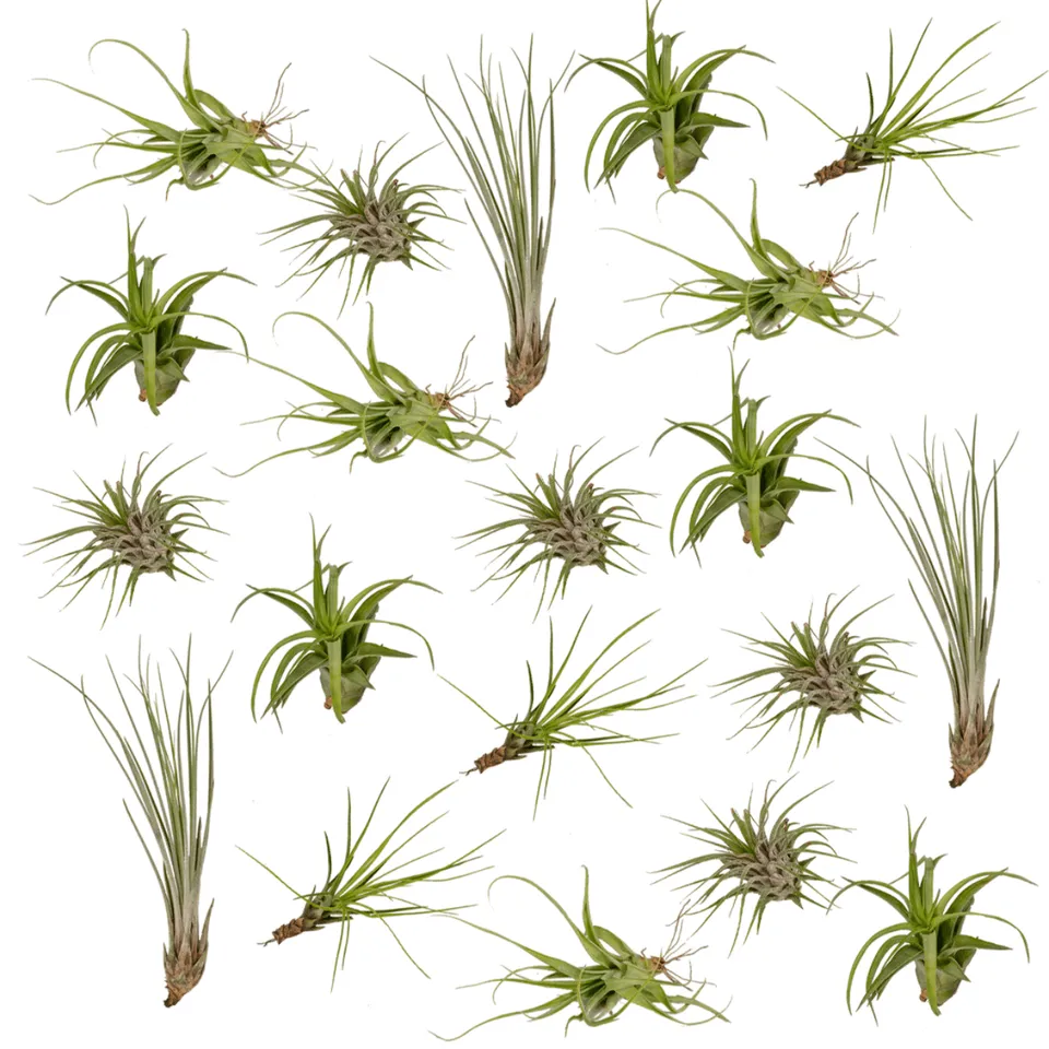 green-guardia-tillandsia-air-mix-luftpflanzen-20-st-ck-6-cm image 1