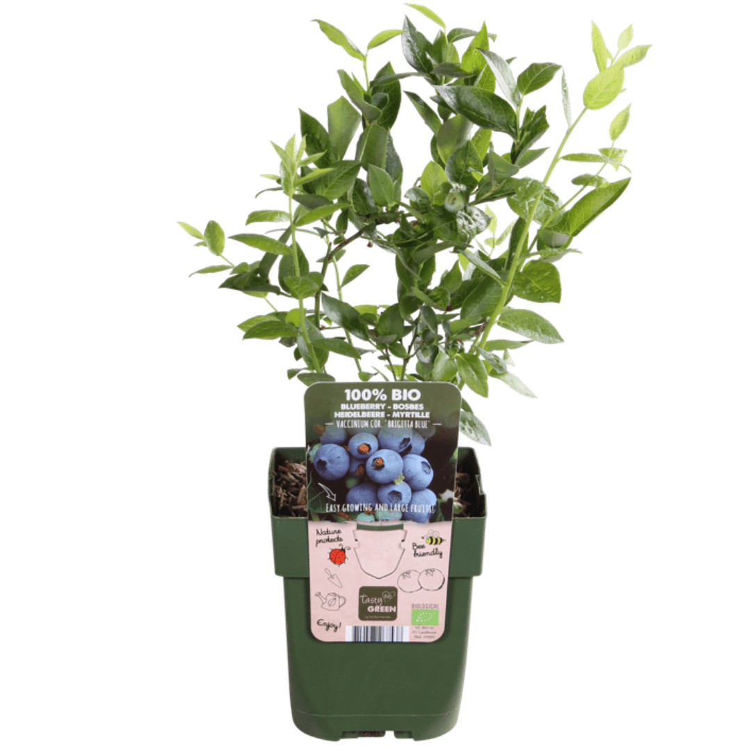 green-guardia-unsere-pflanzen-bio-obstpflanzen-mix-fr-chteparadies-4er image 2